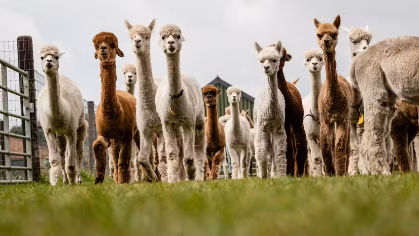 Alpacafarm Vorstenbosch &ndash; Alpaca boerderij