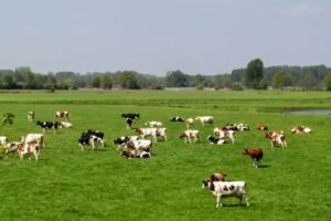 C.L. de Raden & Zoon