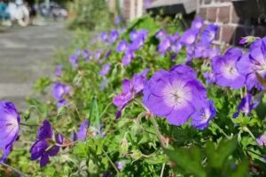 Caf&eacute; Biljart Long Neck