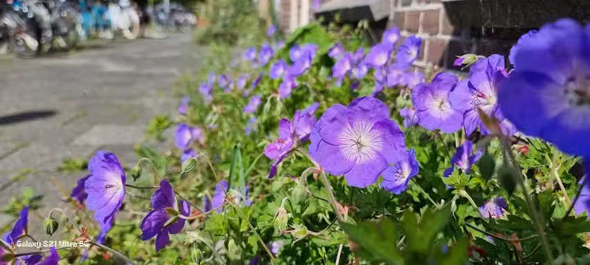 Caf&eacute; Biljart Long Neck
