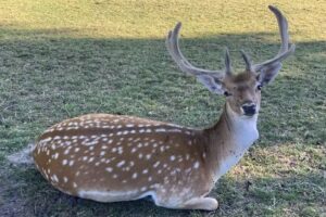 Hertenkamp Enkhuizen