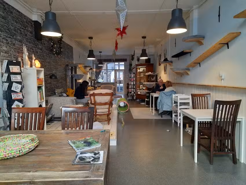 Kattencaf&eacute; Stripe