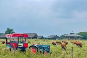 Koe Safari Erve Vechtdal