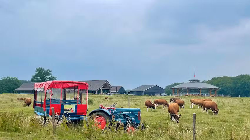 Koe Safari Erve Vechtdal