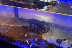 Stadsbrasserie Thalia