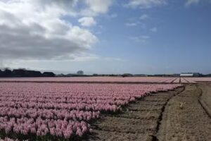 Stichting Kooksaam, dagbesteding en leerbedrijf