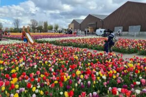 The Tulip Barn
