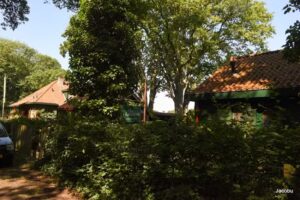 Theetuin Kamperfoelie